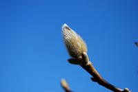 Šácholan Soulangeův (Magnolia x soulangeana)