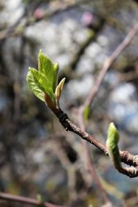 Šácholan Soulangeův (Magnolia x soulangeana)