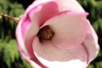 Šácholan Soulangeův (Magnolia x soulangeana)