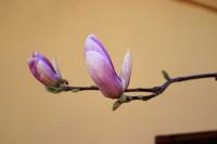 Šácholan Soulangeův (Magnolia x soulangeana)