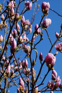 Šácholan Soulangeův (Magnolia x soulangeana)