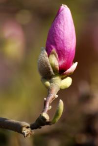 Šácholan Soulangeův (Magnolia x soulangeana)