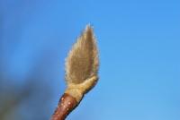 Šácholan Soulangeův (Magnolia x soulangeana)