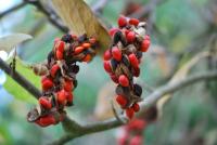 Šácholan Soulangeův (Magnolia x soulangeana)