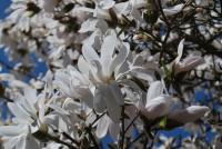 Šácholan hvězdnatý (Magnolia stellata)