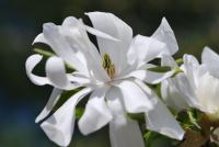 Šácholan hvězdnatý (Magnolia stellata)