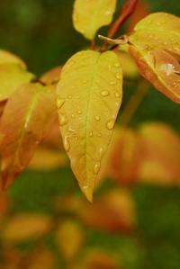 Šácholan hvězdnatý (Magnolia stellata)