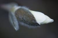 Šácholan hvězdnatý (Magnolia stellata)