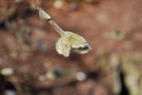Šácholan hvězdnatý (Magnolia stellata)