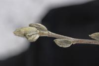 Šácholan hvězdnatý (Magnolia stellata)