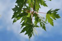Javor stříbrný (Acer saccharinum)