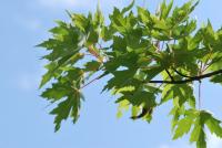 Javor stříbrný (Acer saccharinum)