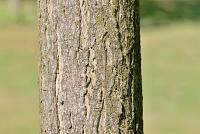 Javor stříbrný (Acer saccharinum)