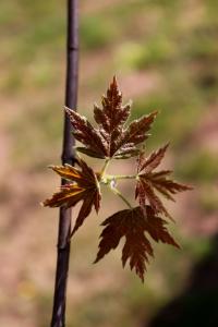 Javor stříbrný - listy jaro (Acer saccharinum)