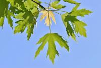 Javor stříbrný (Acer saccharinum)