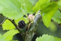 Morušovník bílý (Morus alba)