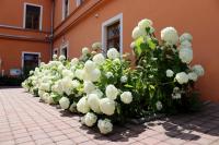 Hortenzie stromkovitá