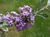 Komule střídavolistá (Buddleja alternifolia) Komule střídavolistá (Buddleja alternifolia)