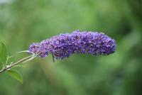 Komule střídavolistá - květenství (Buddleja alternifolia) Komule střídavolistá - květenství (Buddleja alternifolia)