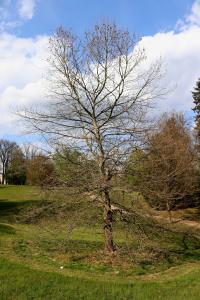 Platan javorolistý - jarní habitus (Platanus x hispanica)