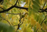 Ořešák černý (Juglans nigra)