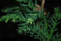 Kryptomerie japonská (Cryptomeria japonica)