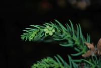 Kryptomerie japonská - jehlice s pupeny (Cryptomeria japonica)