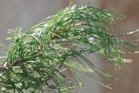 Borovice vejmutovka 'Contorta' (Pinus strobus)