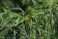 Borovice vejmutovka 'Contorta' (Pinus strobus)