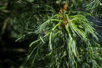 Borovice vejmutovka 'Contorta' (Pinus strobus)