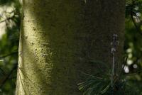 Borovice vejmutovka 'Contorta' (Pinus strobus)
