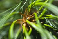 Borovice vejmutovka 'Contorta' (Pinus strobus)