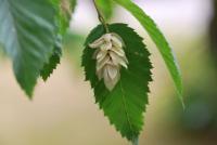Habrovec habrolistý (Ostrya carpinifolia)