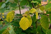 Vilín měkký (Hamamelis mollis)