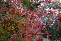 Dřišťál thunbergův 'Atropurpurea' (Berberis thunbergii)