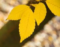 Zelkova pilovitá (Zelkova serrata)
