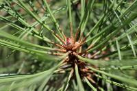 Borovice těžká (Pinus ponderosa)