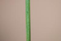 Borovice těžká - detail jehlice (Pinus ponderosa)