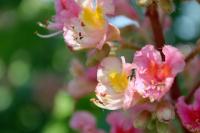 Jírovec červený (Aesculus x carnea)
