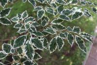 Zelkova pilovitá 'Variegata' (Zelkova serrata)