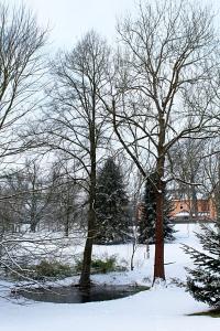 Jasan ztepilý (Fraxinus excelsior)
