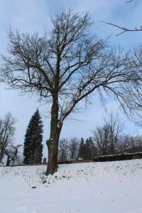 Jasan ztepilý - zimní habitus (Fraxinus excelsior)