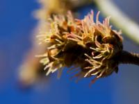 Javor stříbrný 'Wieri' (Acer saccharinum)