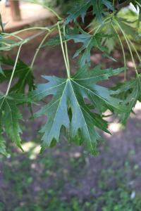 Javor stříbrný 'Wieri' - letní list (Acer saccharinum)