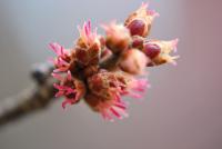 Javor stříbrný 'Wieri' (Acer saccharinum)