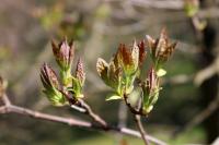 Javor ginnala (Acer ginnala)