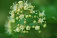 Javor ginnala (Acer ginnala)