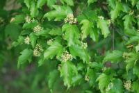 Javor ginnala (Acer ginnala)