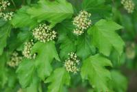 Javor ginnala (Acer ginnala)
