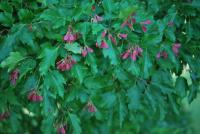 Javor ginnala (Acer ginnala)